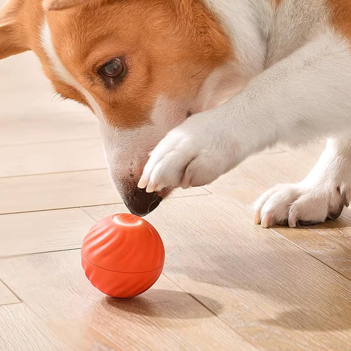 Balle Purmina interactive pour chien