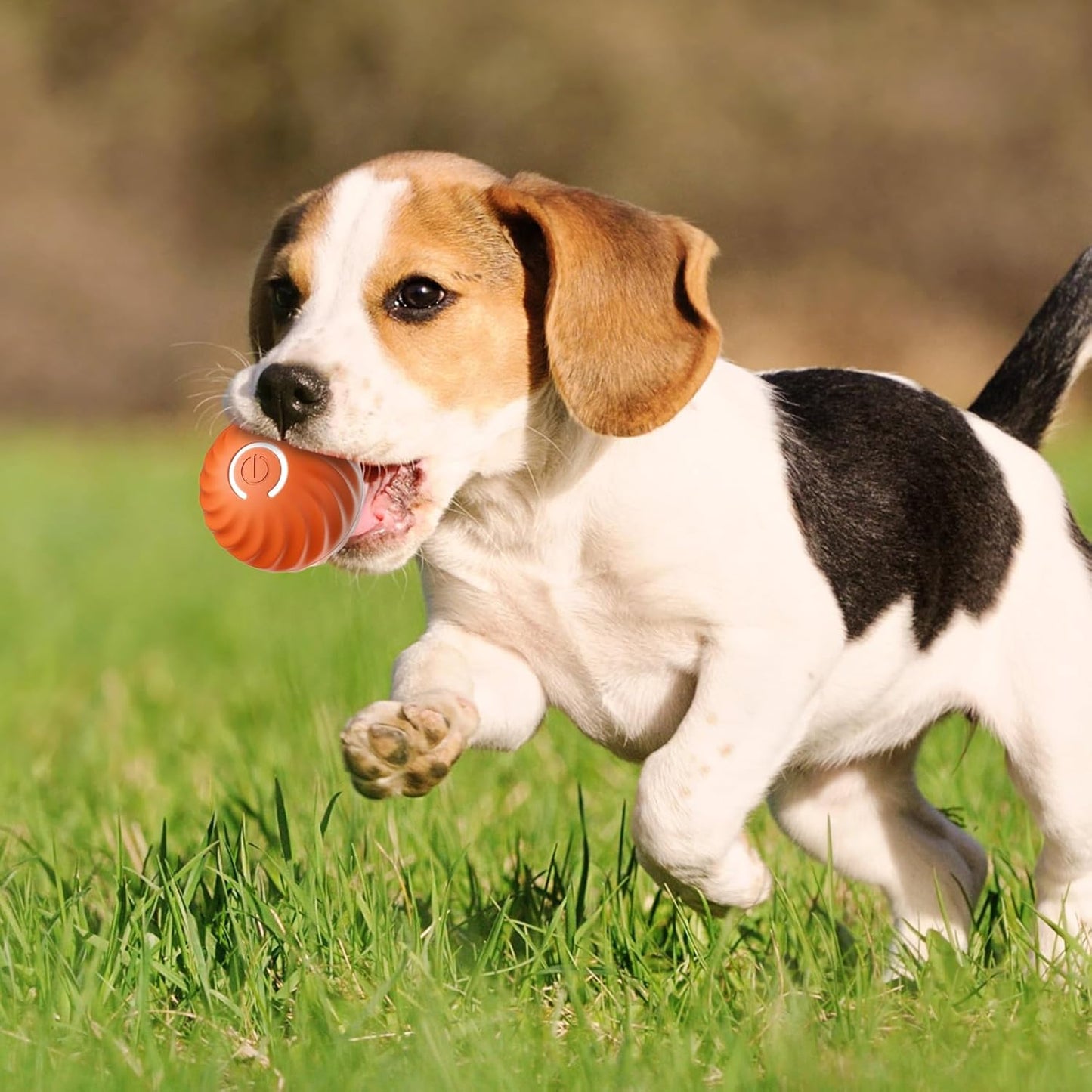 Balle Purmina interactive pour chien
